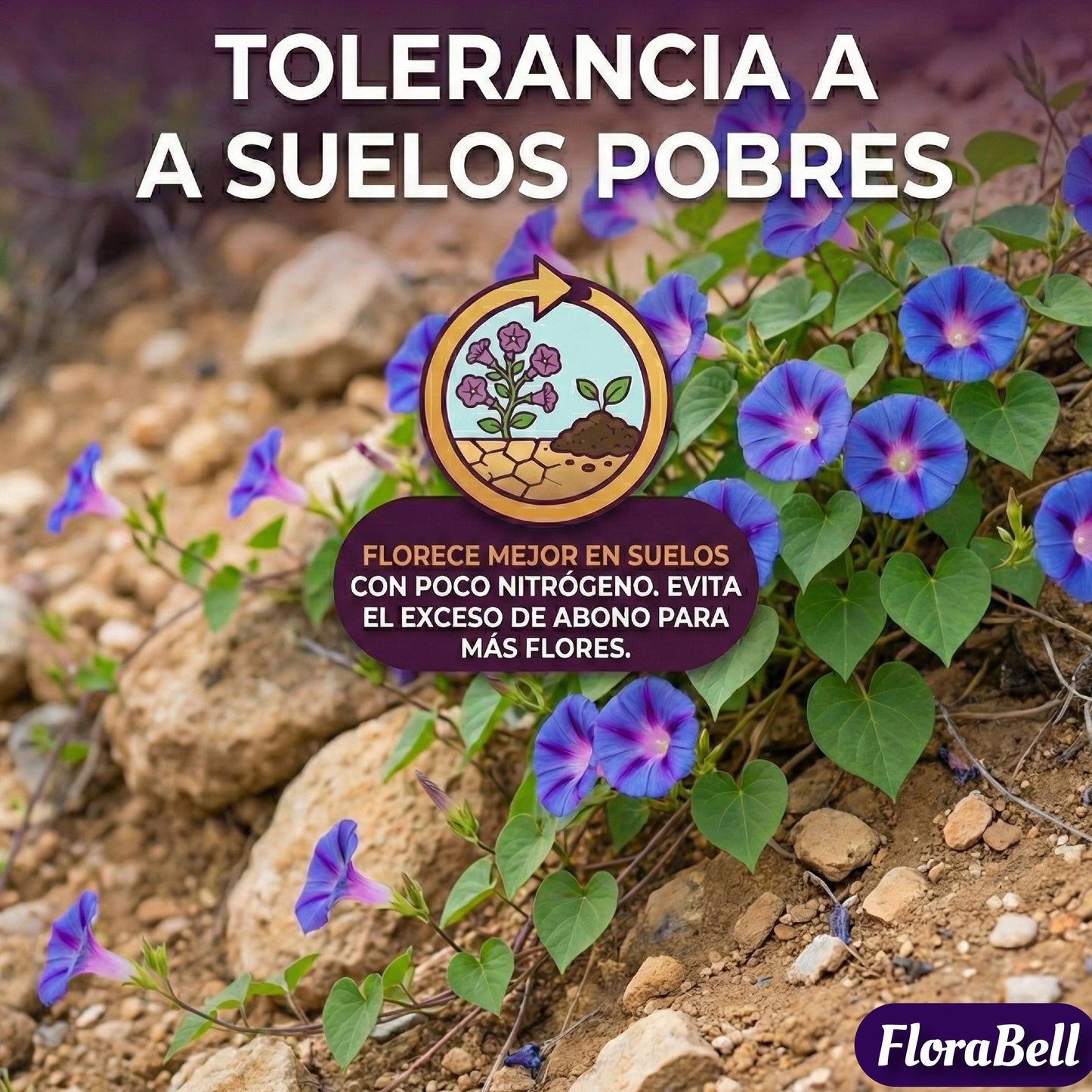 FloraBell | Semillas de Campanilla Trepadora de Floración Rápida
