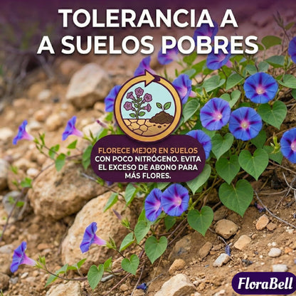 FloraBell | Semillas de Campanilla Trepadora de Floración Rápida