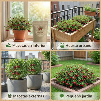 RubiFruit | Semillas de Arándano Rojo Antioxidante