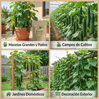Green King – Semillas de Pepino Gourmet Extra Largo