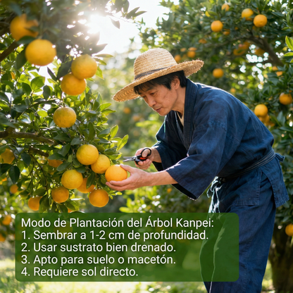 Kanpei | Semillas de Naranja Dulce Japonesa