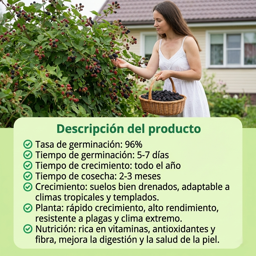 BlackBerry | Semillas de Frambuesa Negra Gourmet de Pulpa Dulce