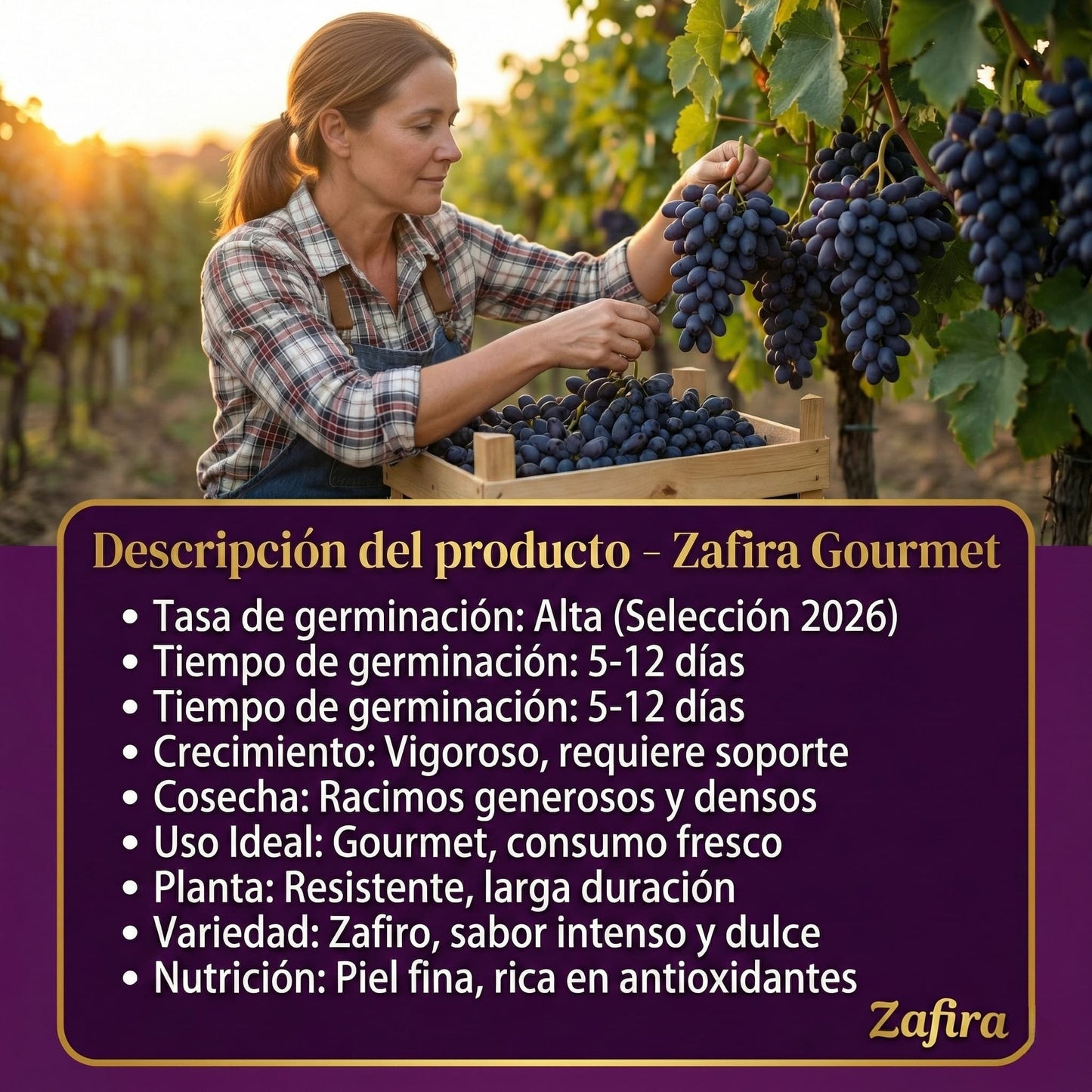Zafira | Semillas de Uvas Zafiro Variedad Premium