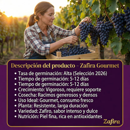Zafira | Semillas de Uvas Zafiro Variedad Premium