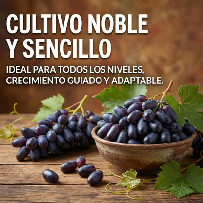 Zafira | Semillas de Uvas Zafiro Variedad Premium