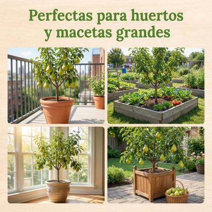 OrganicPear™ – Semillas de Pera Jugosa
