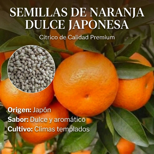 Kanpei | Semillas de Naranja Dulce Japonesa