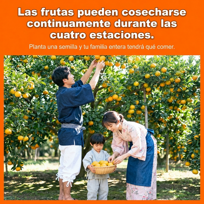 Kanpei | Semillas de Naranja Dulce Japonesa