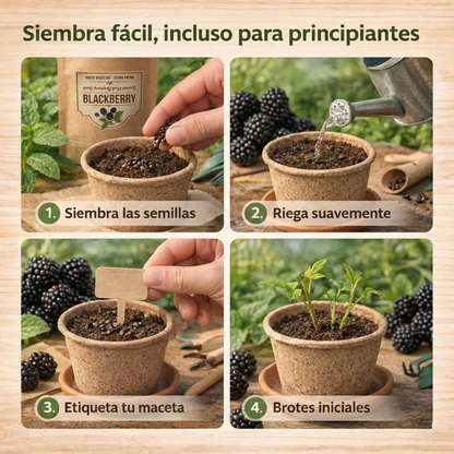 BlackBerry | Semillas de Frambuesa Negra Gourmet de Pulpa Dulce