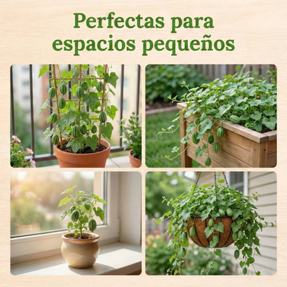 CucaMelon™ – Semillas de Sandía de ratón