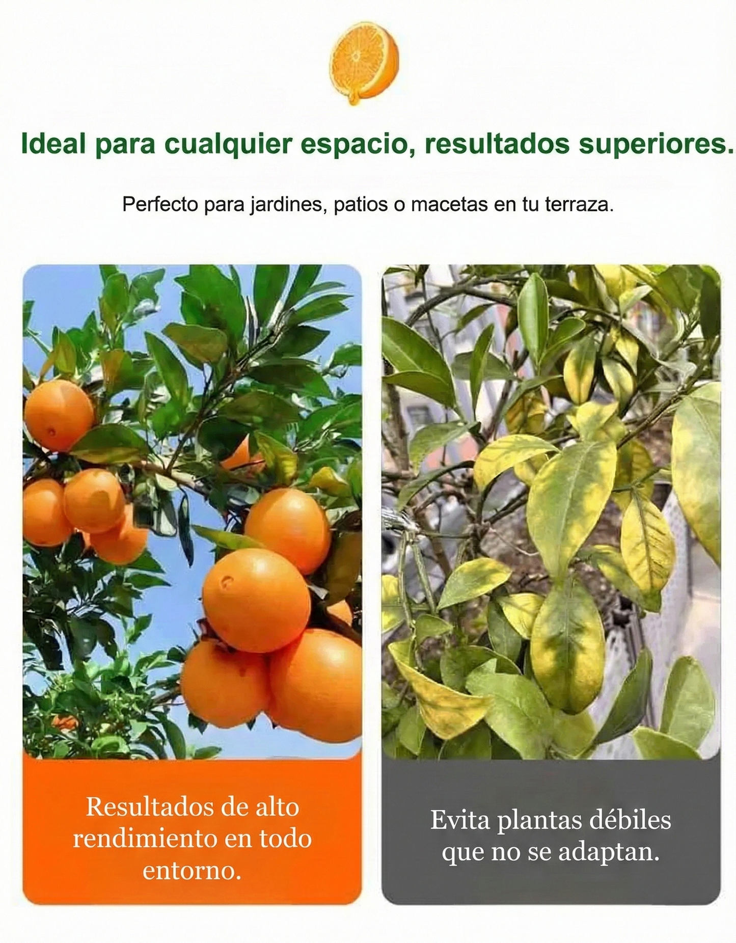 Kanpei | Semillas de Naranja Dulce Japonesa