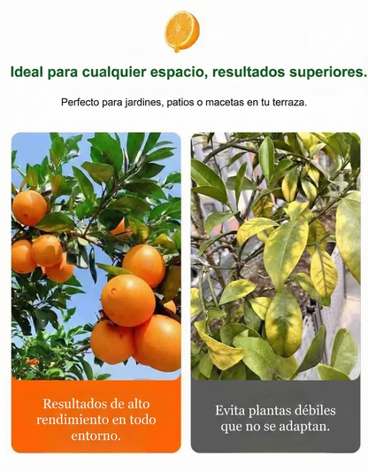 Kanpei | Semillas de Naranja Dulce Japonesa