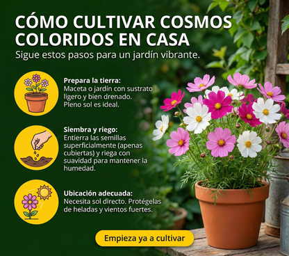 BippiGarden™ – Semillas de Cosmos Coloridos