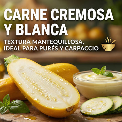 GoldHarvest™ – Semillas de Calabacín de Oro Jugoso