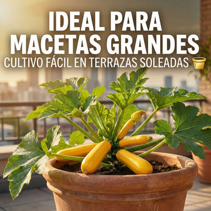 GoldHarvest™ – Semillas de Calabacín de Oro Jugoso