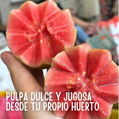 GuavaSeeds™ – Semillas de Guayaba Pera Gigante
