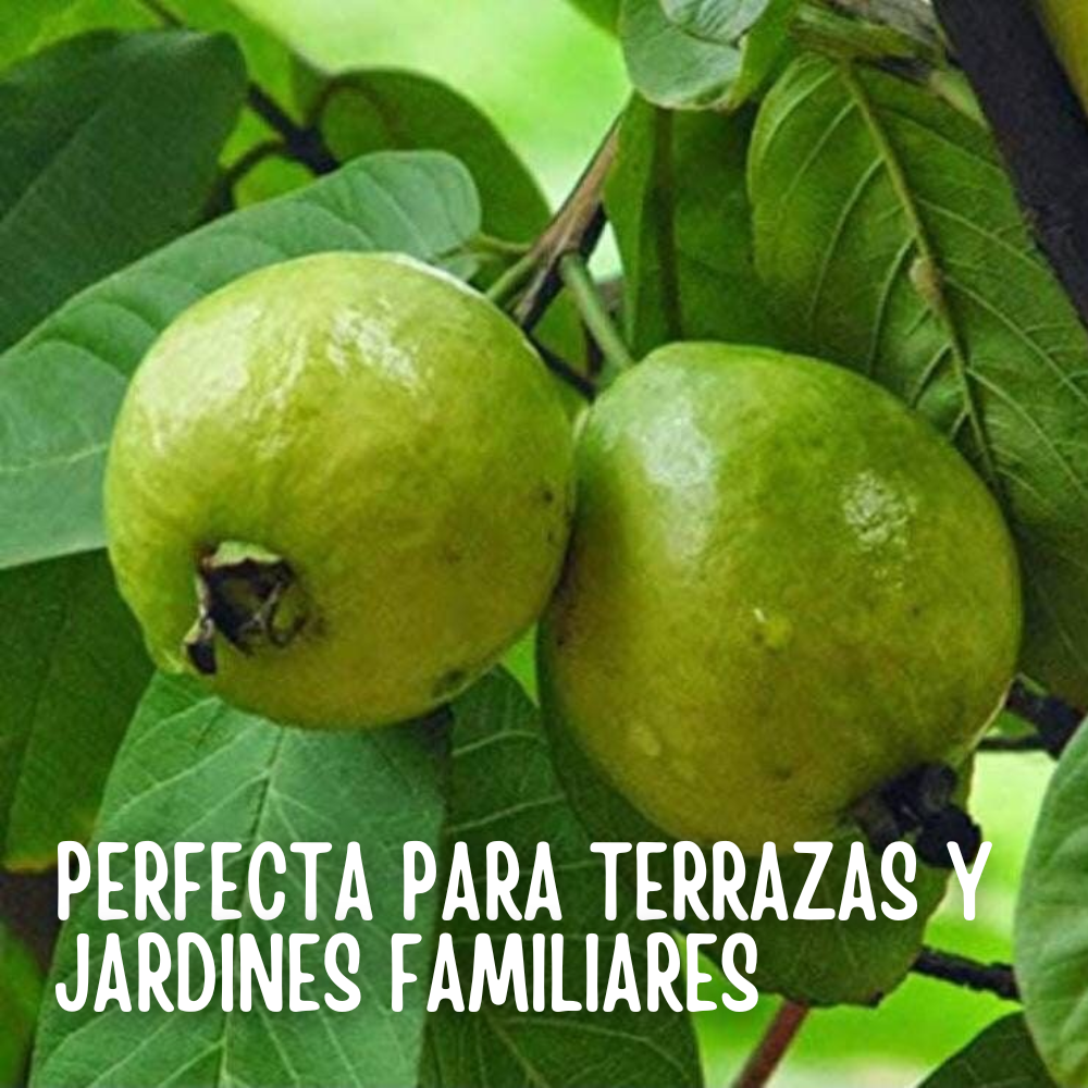 GuavaSeeds™ – Semillas de Guayaba Pera Gigante