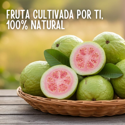 GuavaSeeds™ – Semillas de Guayaba Pera Gigante