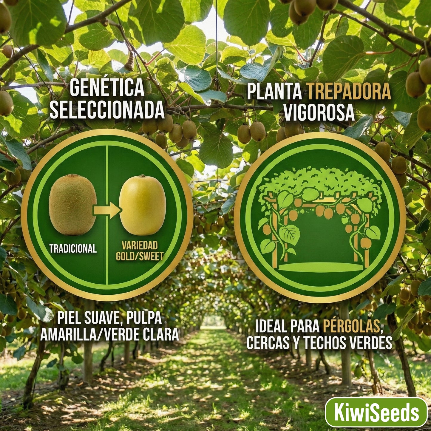 KiwiSeeds: Semillas de Kiwi Extradulce