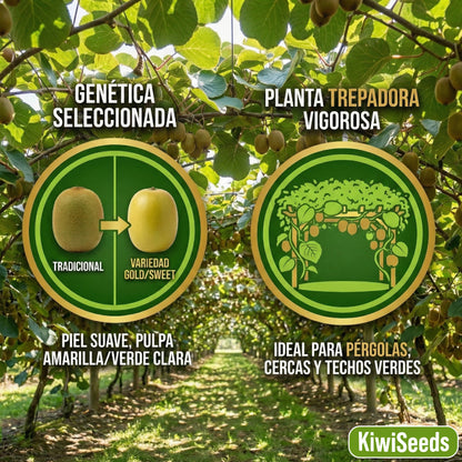 KiwiSeeds: Semillas de Kiwi Extradulce