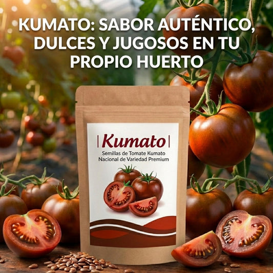 Kumato | Semillas de Tomate Kumato Nacional de Variedad Premium