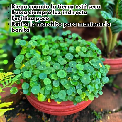 LuckySeeds: Semillas de Moneda de la Suerte