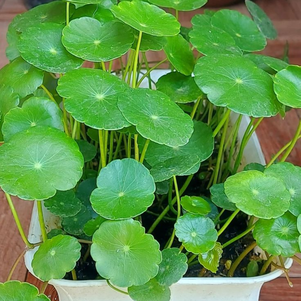 LuckySeeds: Semillas de Moneda de la Suerte