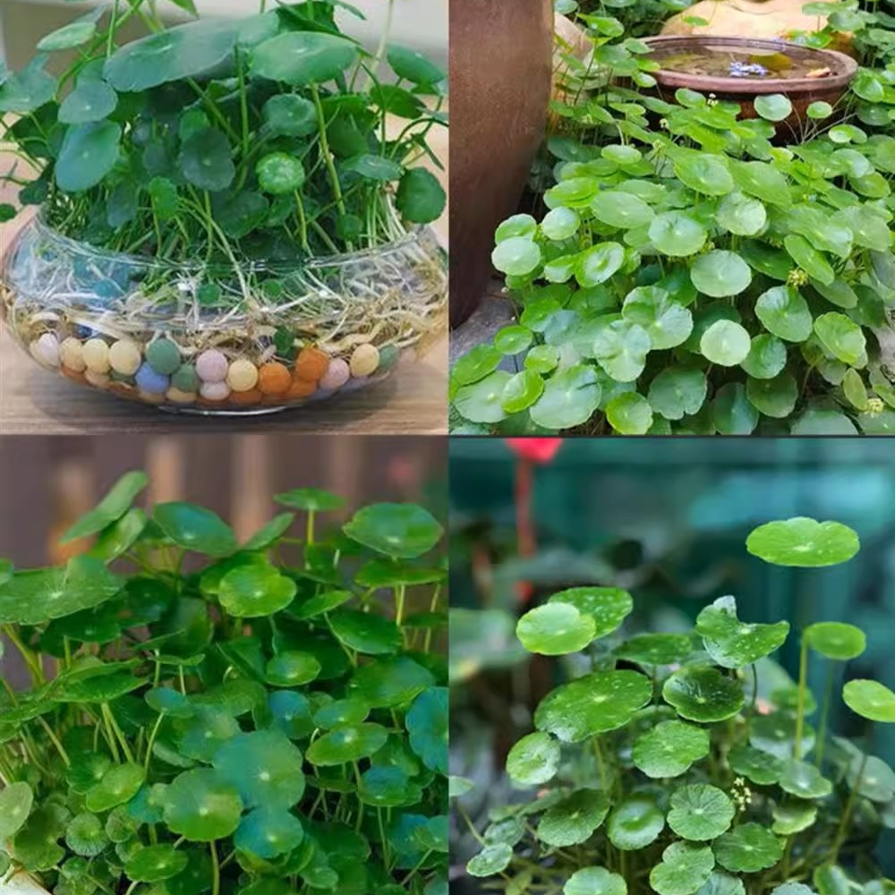 LuckySeeds: Semillas de Moneda de la Suerte
