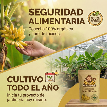 MonkeyLoot: Semillas de Mini Plátano