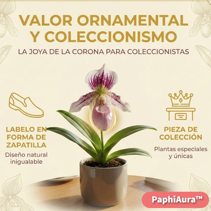 PaphiAura™ – Semillas de Orquídea Paphiopedilum Exótica