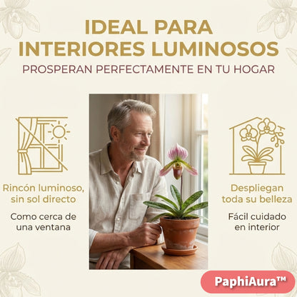 PaphiAura™ – Semillas de Orquídea Paphiopedilum Exótica