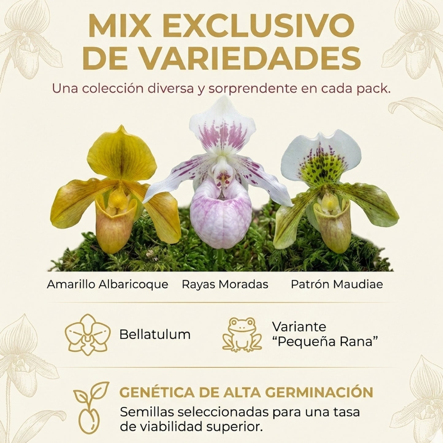 PaphiAura™ – Semillas de Orquídea Paphiopedilum Exótica