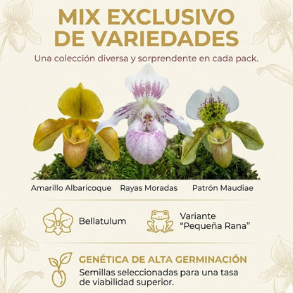 PaphiAura™ – Semillas de Orquídea Paphiopedilum Exótica