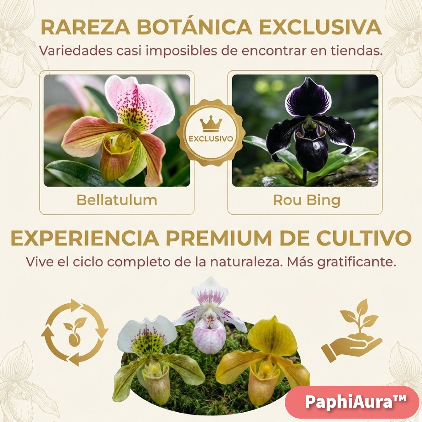 PaphiAura™ – Semillas de Orquídea Paphiopedilum Exótica