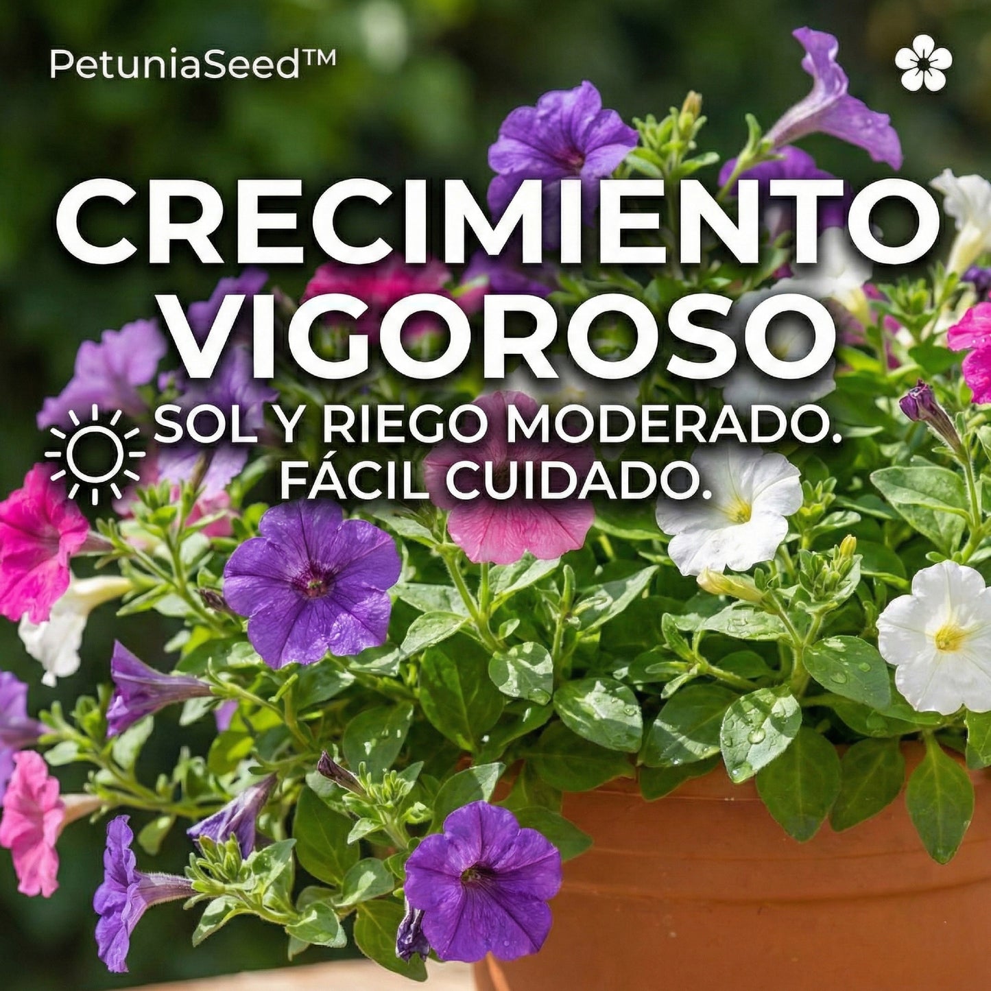 PetuniaSeed™ – Semillas de Petunia Péndula de los Balcones