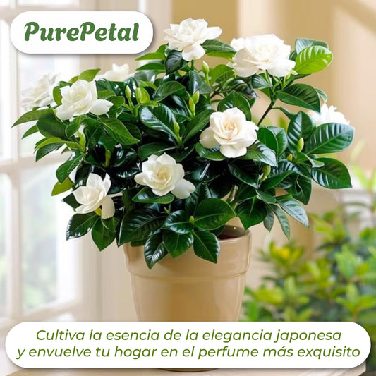 PurePetal | Semillas de Gardenia Japonesa Eterna