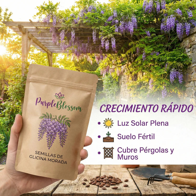 PurpleBlossom: Semillas de Glicina Morada