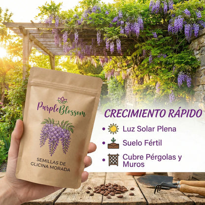PurpleBlossom: Semillas de Glicina Morada