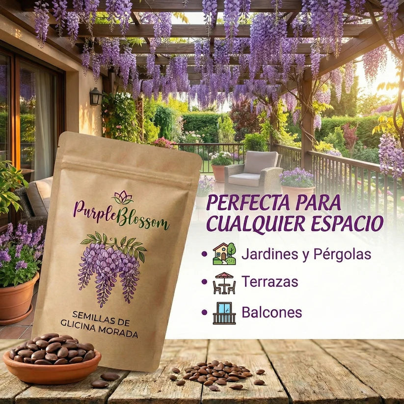 PurpleBlossom: Semillas de Glicina Morada