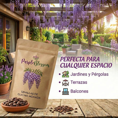 PurpleBlossom: Semillas de Glicina Morada