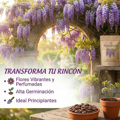 PurpleBlossom: Semillas de Glicina Morada