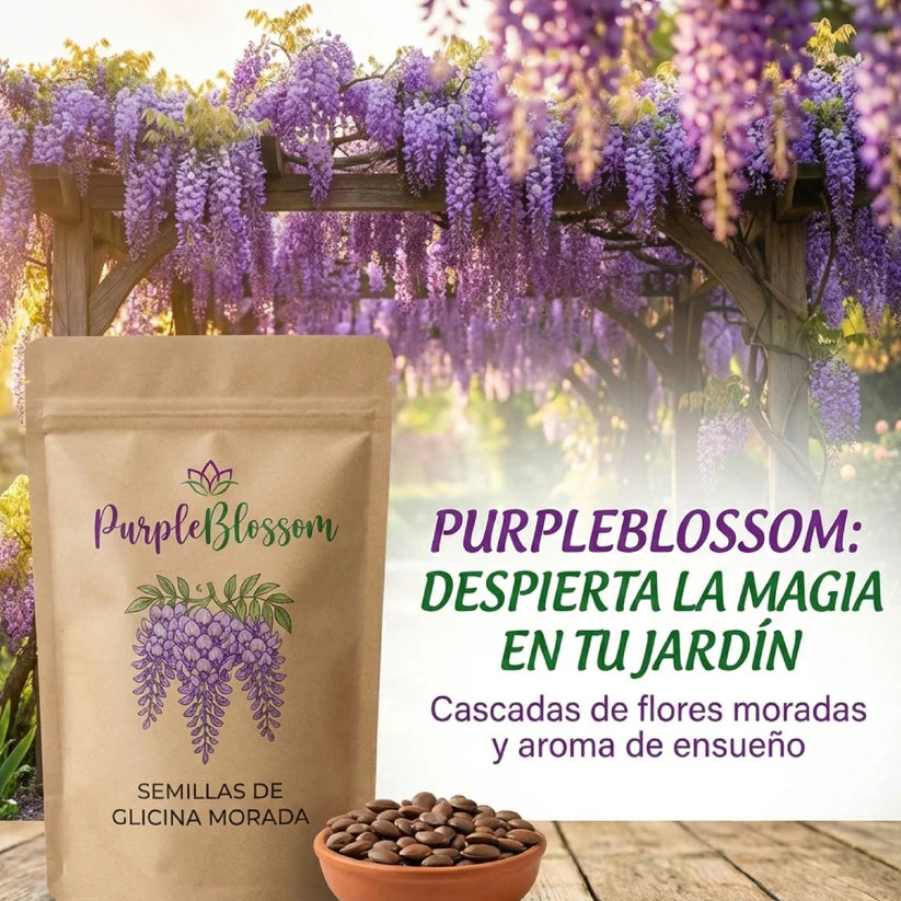 PurpleBlossom: Semillas de Glicina Morada