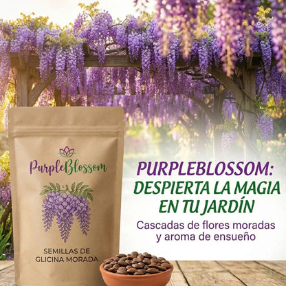 PurpleBlossom: Semillas de Glicina Morada