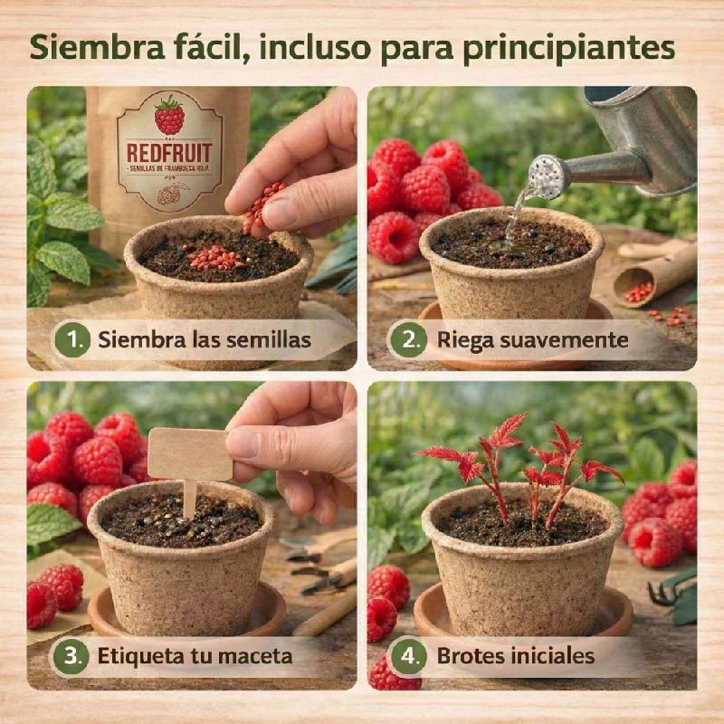 RedFruit | Semillas de Frambuesa Roja Premium de Pulpa Jugosa
