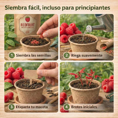 RedFruit | Semillas de Frambuesa Roja Premium de Pulpa Jugosa