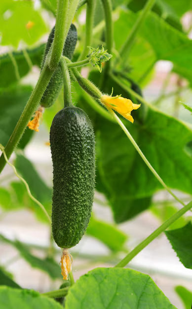 Green King – Semillas de Pepino Gourmet Extra Largo