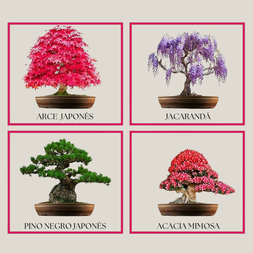 EasyBonsai: Kit de 4 Bonsais para cultivar