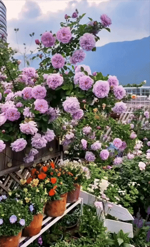 giphy__PID:f0d3de98-60f4-453f-9cc1-4becd5a4eb37