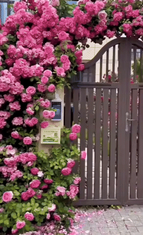 giphy__PID:409e1dea-c09e-417a-b3a0-19d0a6f4ab06