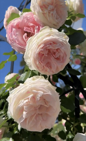 giphy__PID:da123756-d218-47cb-9d23-8fb94dd1a060